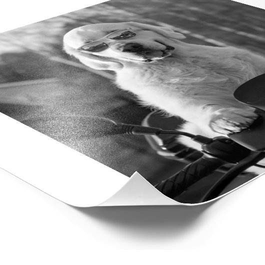 IMPRESSION PHOTO DOG STYLE (Coin)