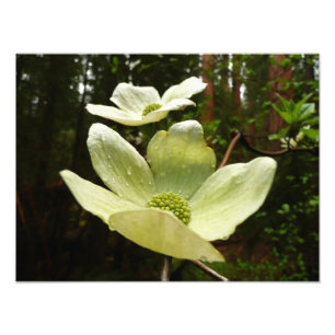 Impression Photo Dogwoods et séquoias dans le parc national Yosemit