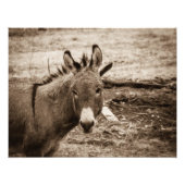 Impression Photo Donkey (Devant)