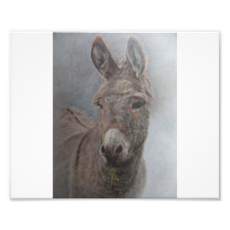 Impression Photo Donkey