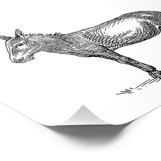 Impression Photo Donkey (Coin)