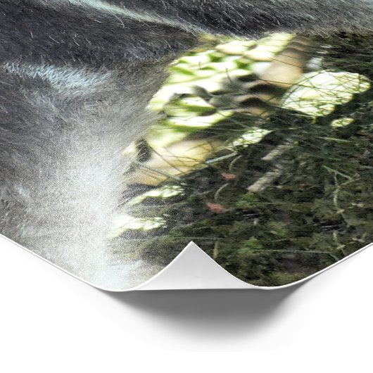 IMPRESSION PHOTO DONKEY (Coin)