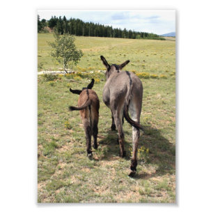 Impression Photo Donkey "Tales"