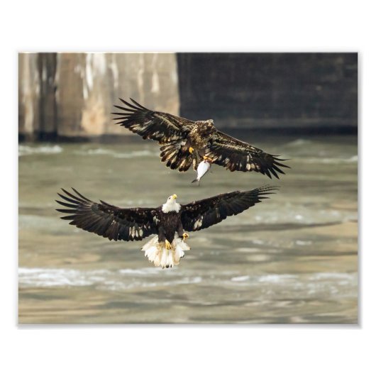 Impression Photo Donne-Moi Ce Poisson. (chasse à l'aigle) (Devant)