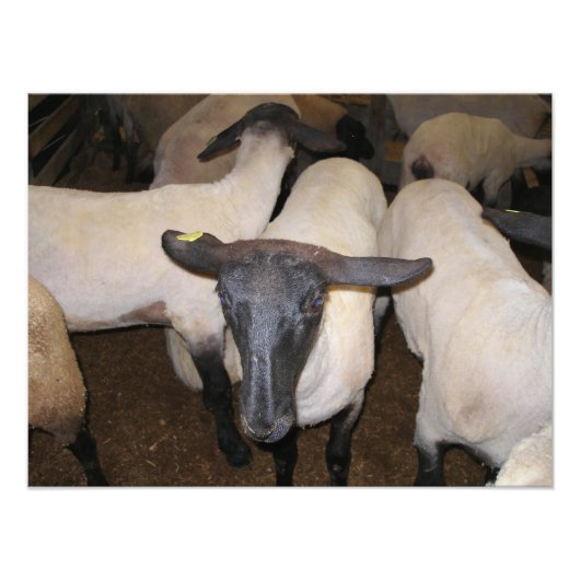 Impression Photo Dorper Sheep debout avec oreilles dos (Devant)