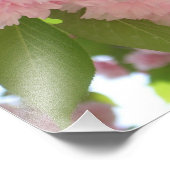 Impression Photo Double floraison cerisier II printemps fleuri (Coin)