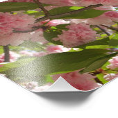 Impression Photo Double floraison cerisier III printemps fleuri (Coin)
