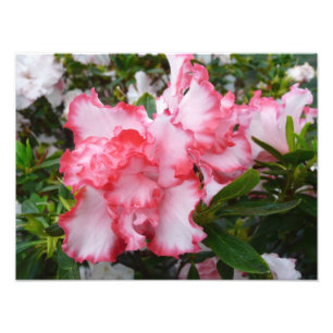 Impression Photo Double rouge et blanc Azaleas printemps floral