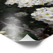 Impression Photo Double Spiraea (Coin)