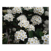 Impression Photo Double Spiraea (Devant)