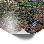 Impression Photo Douglas Fir Conifer (Coin)