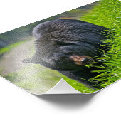 Impression photo d'ours noir (Coin)