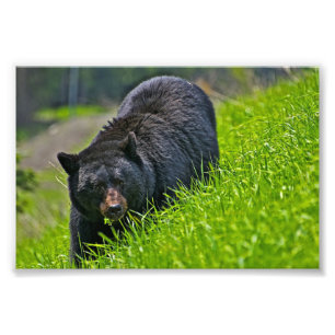 Impression photo d'ours noir