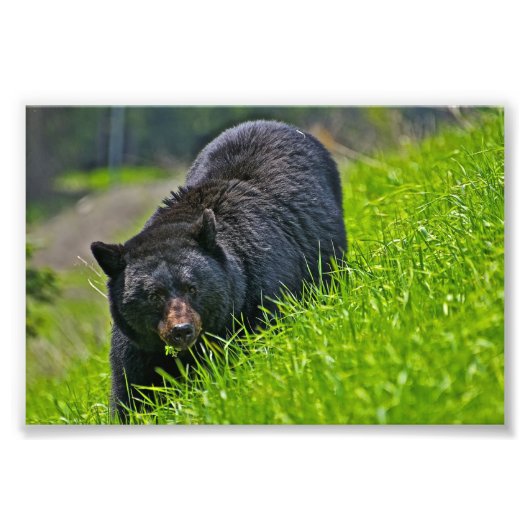 Impression photo d'ours noir (Devant)