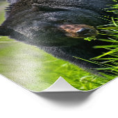 Impression photo d'ours noir (Coin)
