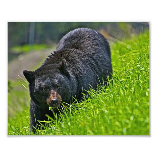 Impression photo d'ours noir (Devant)