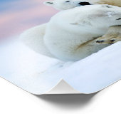 Impression photo d'ours polaires (Coin)
