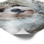 Impression Photo Doux chien (Coin)