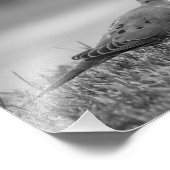 Impression photo Dove Bird (Coin)