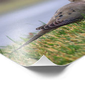 Impression Photo Dove Bird (Coin)