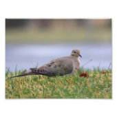 Impression Photo Dove Bird (Devant)