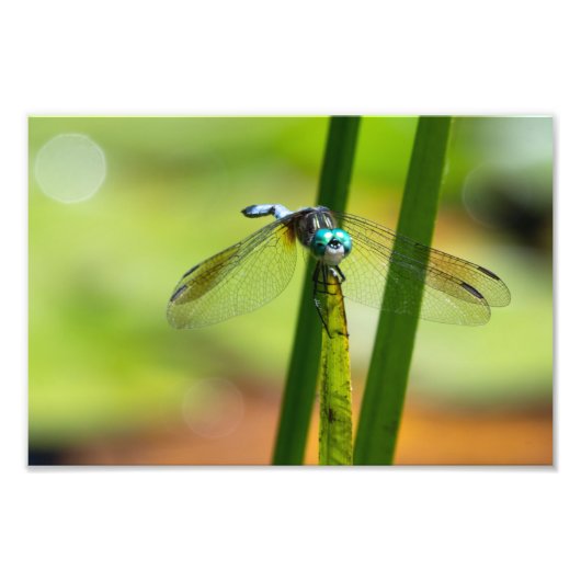 Impression Photo Dragon Bleu Dasher (Devant)