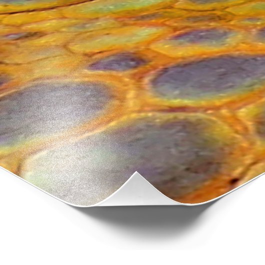 Impression Photo Dragon Guardian (Coin)