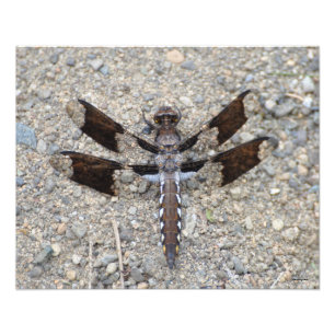Impression Photo Dragonfly 16X20 - Une queue blanche commune