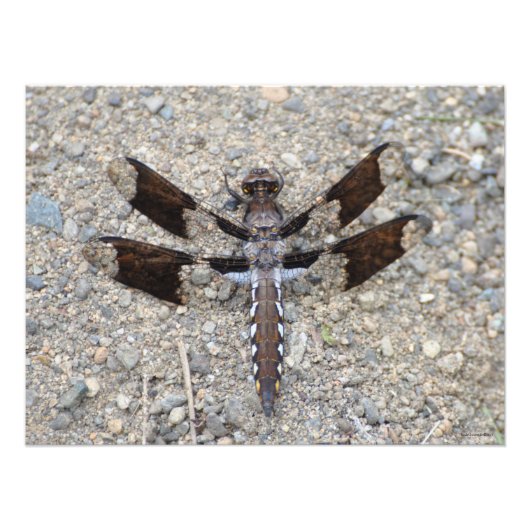 Impression Photo Dragonfly 24X18 - Une queue blanche commune (Devant)