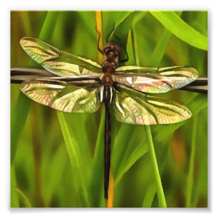 Impression Photo Dragonfly Artistique En Brown Et Jaune Sur Vert