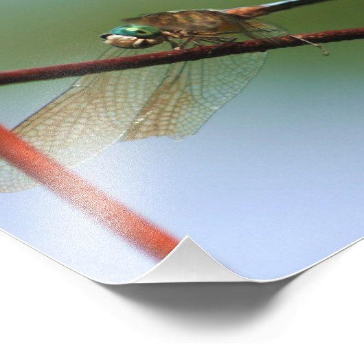 Impression Photo Dragonfly on Wire Fence Close 8x8 (Coin)