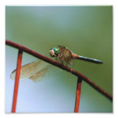 Impression Photo Dragonfly on Wire Fence Close 8x8 (Devant)