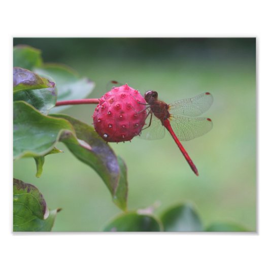 Impression Photo Dragonfly Rouge sur Dogwood Fruits Nature (Devant)