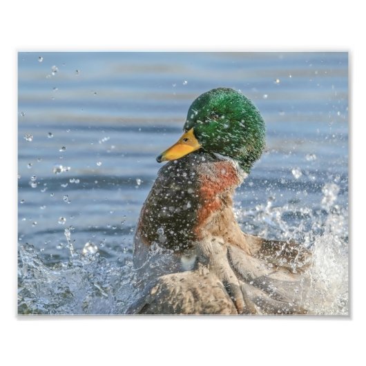 Impression Photo Drake Mallard en train de faire un grand splash (Devant)