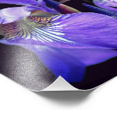 Impression Photo Drapeau bleu clair Iris Fleur 8x10 (Coin)