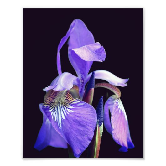 Impression Photo Drapeau bleu clair Iris Fleur 8x10 (Devant)