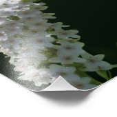 Impression Photo Dreamy Curling Fleur sauvage blanc 8x10 (Coin)