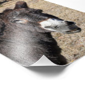 Impression Photo Drôle âne (Coin)