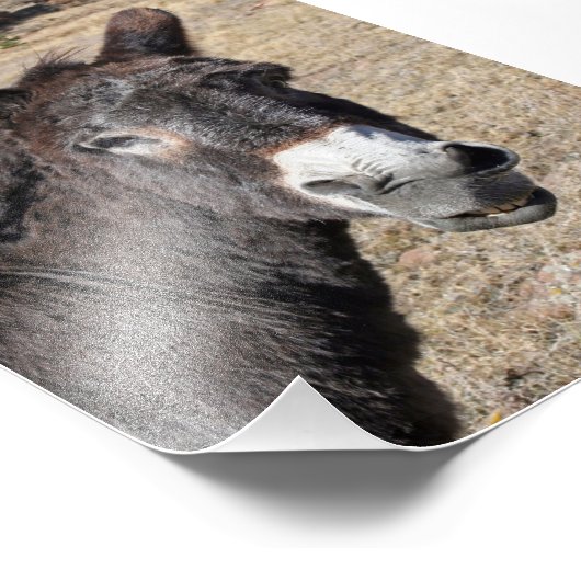 Impression Photo Drôle âne (Coin)