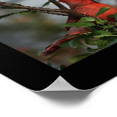 Impression photo du cardinal 8x10 (Coin)