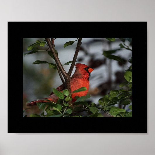 Impression photo du cardinal 8x10 (Devant)