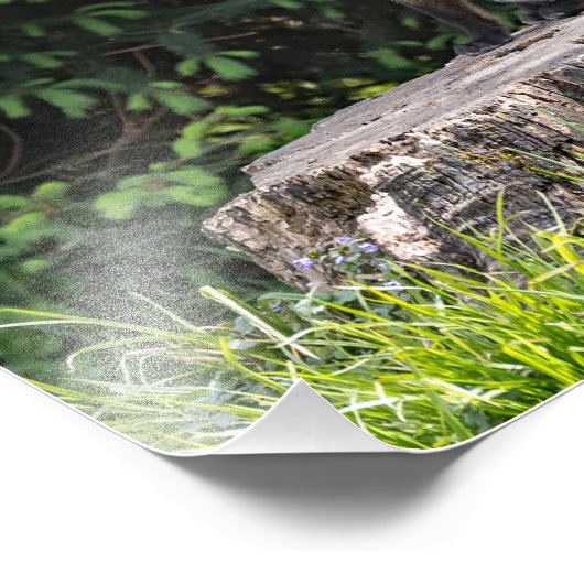 Impression photo du kit Red Fox (Coin)