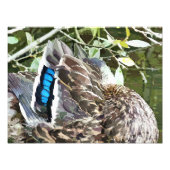 IMPRESSION PHOTO DUCK FEATHERS (Devant)