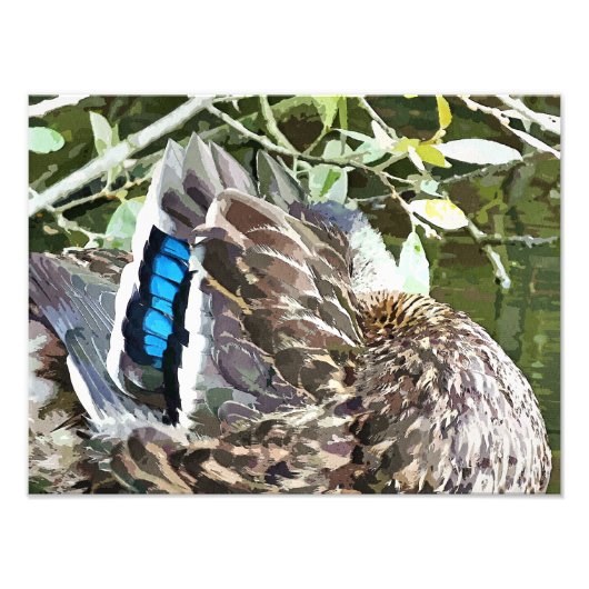 IMPRESSION PHOTO DUCK FEATHERS (Devant)