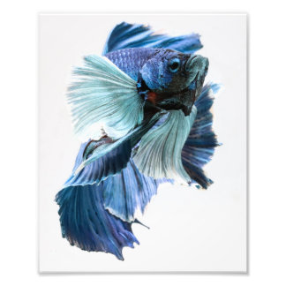 Impression Photo Dumbo demi-lune Betta Fish