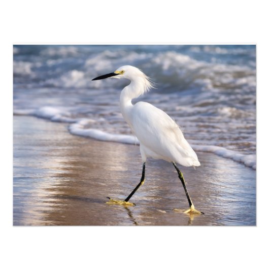 Impression photo d'un aigrette sur le rivage (Devant)