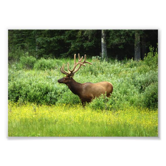 Impression photo d'un beau wapiti (Devant)