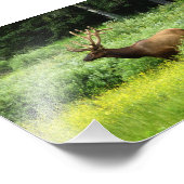 Impression photo d'un beau wapiti (Coin)
