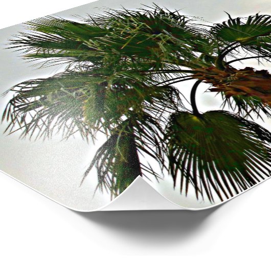 Impression photo d'un palmier (Coin)