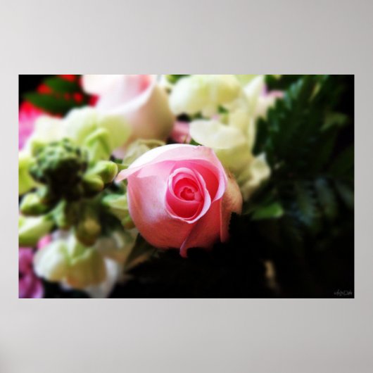 impression photo d'une rose rose unique (Devant)